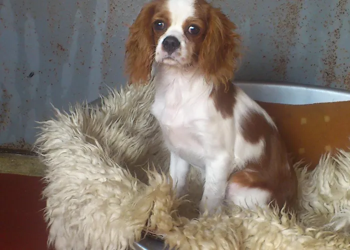 за кучета киноложки център стиф Bŭnzarito