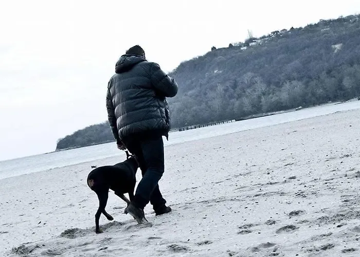 за кучета киноложки център стиф